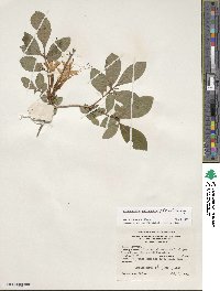 Rhododendron arborescens image