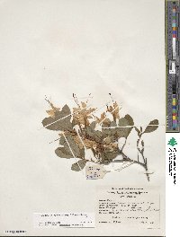 Rhododendron arborescens image