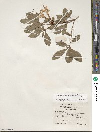 Rhododendron arborescens image