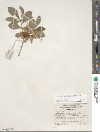 Rhododendron arborescens image