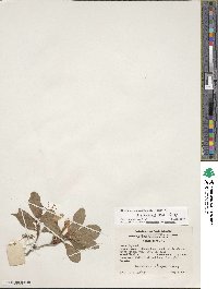 Rhododendron arborescens image