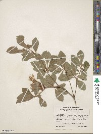 Rhododendron arborescens image