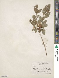 Rhododendron arborescens image