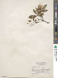 Rhododendron arborescens image