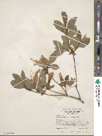 Rhododendron arborescens image