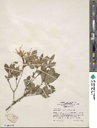 Rhododendron arborescens image