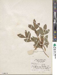 Rhododendron arborescens image