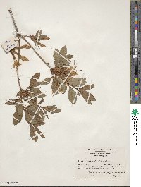 Rhododendron arborescens image