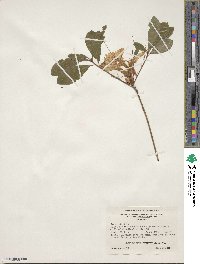 Rhododendron arborescens image