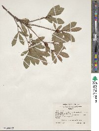 Rhododendron arborescens image