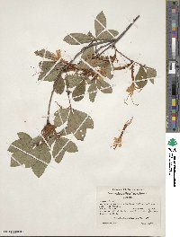 Rhododendron arborescens image