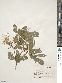 Rhododendron arborescens image