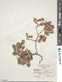 Rhododendron arborescens image