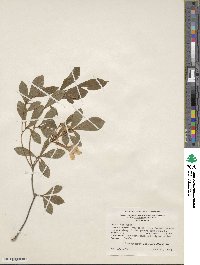 Rhododendron arborescens image
