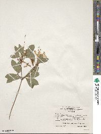Rhododendron arborescens image