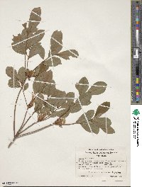 Rhododendron arborescens image