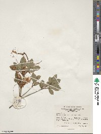 Rhododendron arborescens image