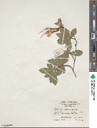 Rhododendron arborescens image