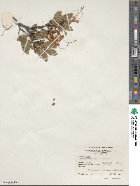 Rhododendron arborescens image