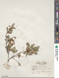 Rhododendron arborescens image