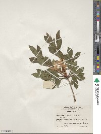 Rhododendron arborescens image