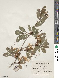 Rhododendron arborescens image