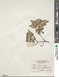 Rhododendron arborescens image