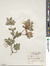 Rhododendron arborescens image