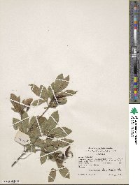 Rhododendron oblongifolium image