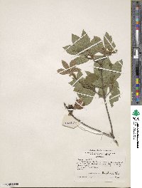 Rhododendron oblongifolium image