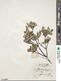 Rhododendron oblongifolium image