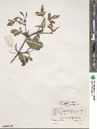 Rhododendron oblongifolium image