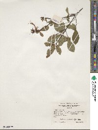 Rhododendron oblongifolium image