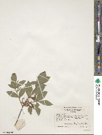 Rhododendron oblongifolium image