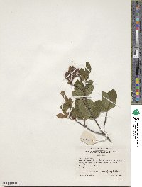 Rhododendron oblongifolium image