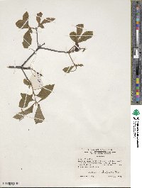 Rhododendron oblongifolium image