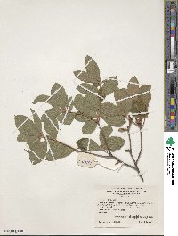 Rhododendron oblongifolium image