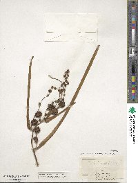 Sparganium ramosum image