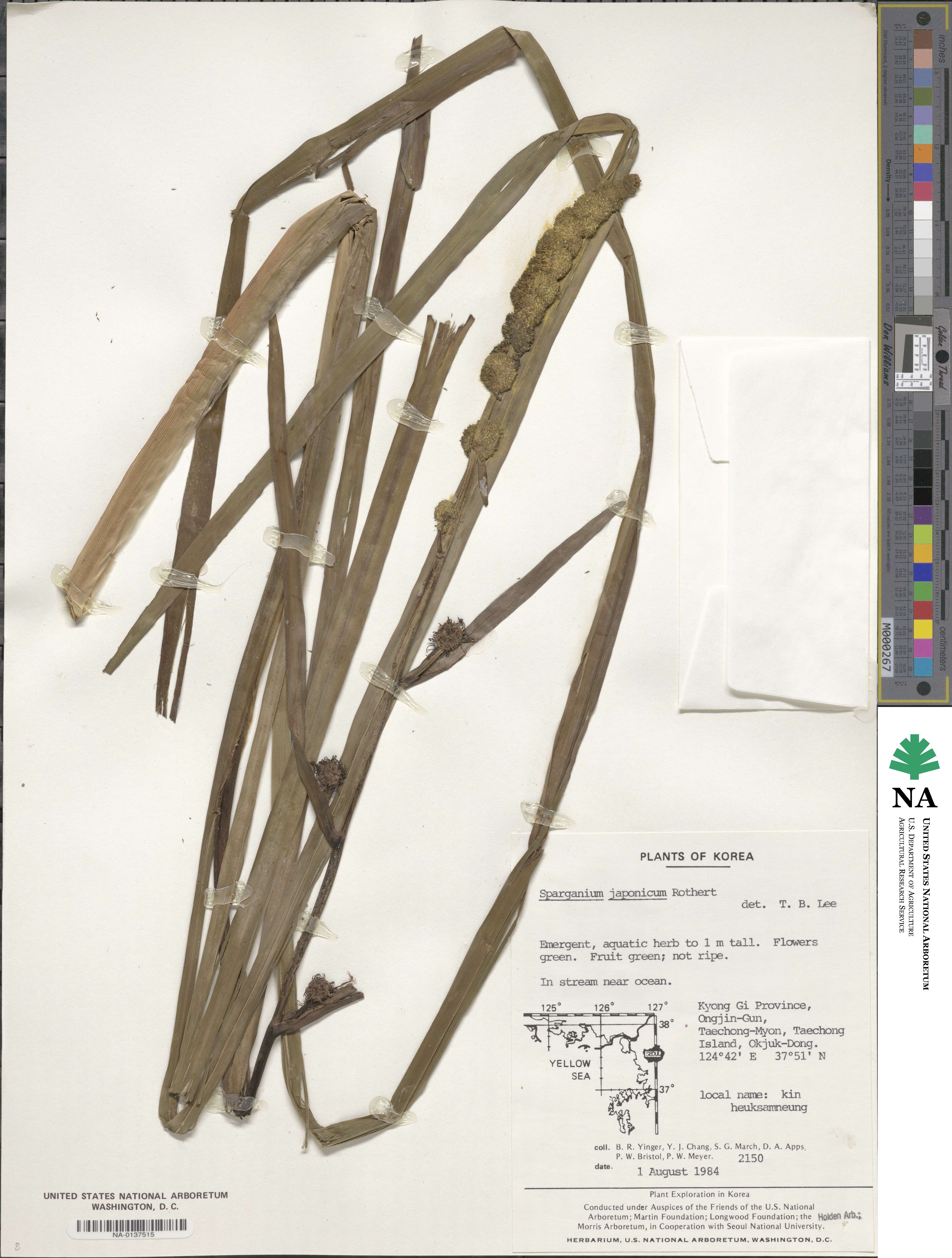 Sparganium japonicum image