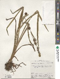 Sparganium ramosum image