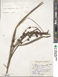 Sparganium ramosum image