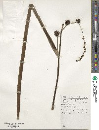 Sparganium erectum image