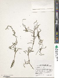 Image of Zostera angustifolia