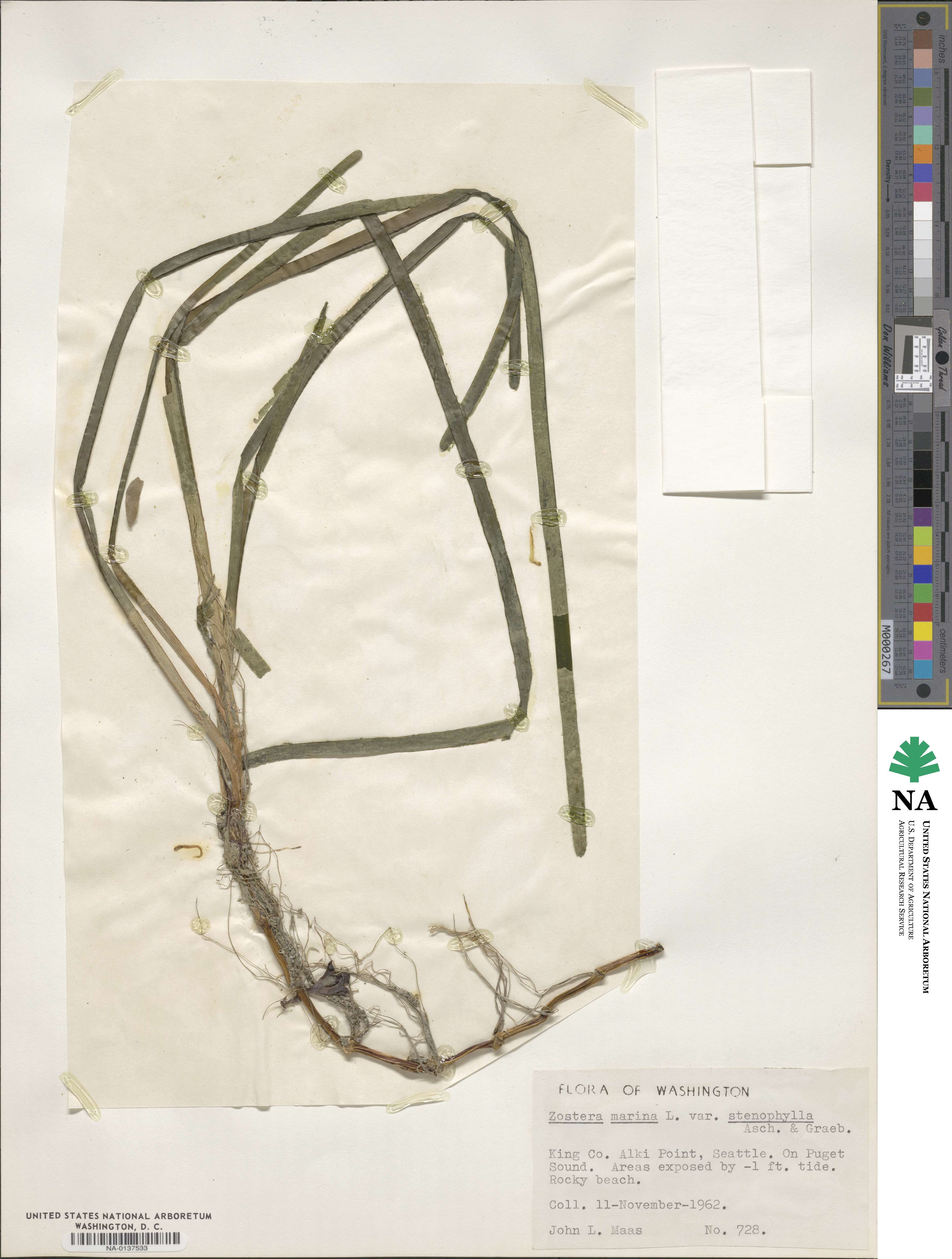 Zostera marina image