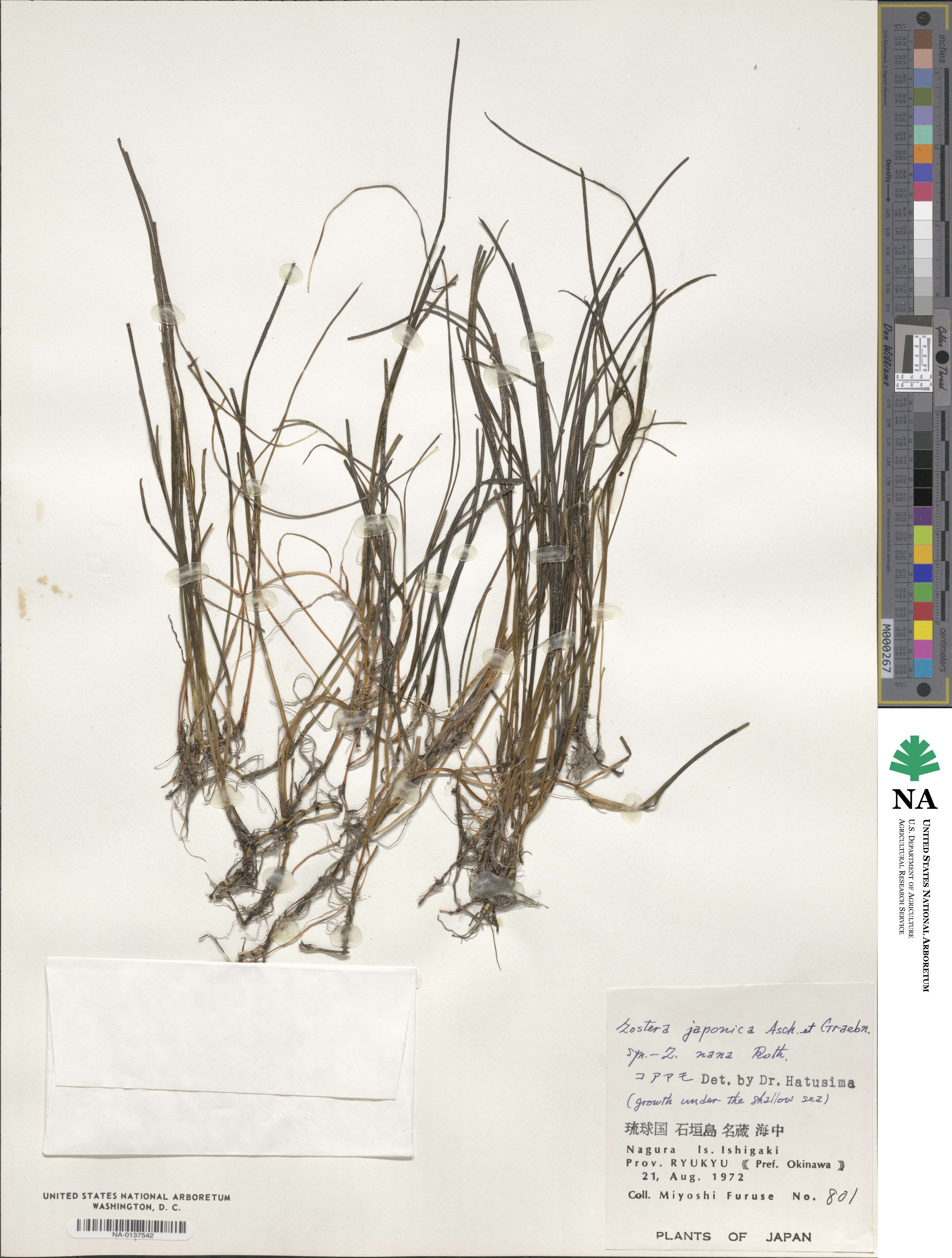 Zostera japonica image