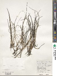 Zostera japonica image