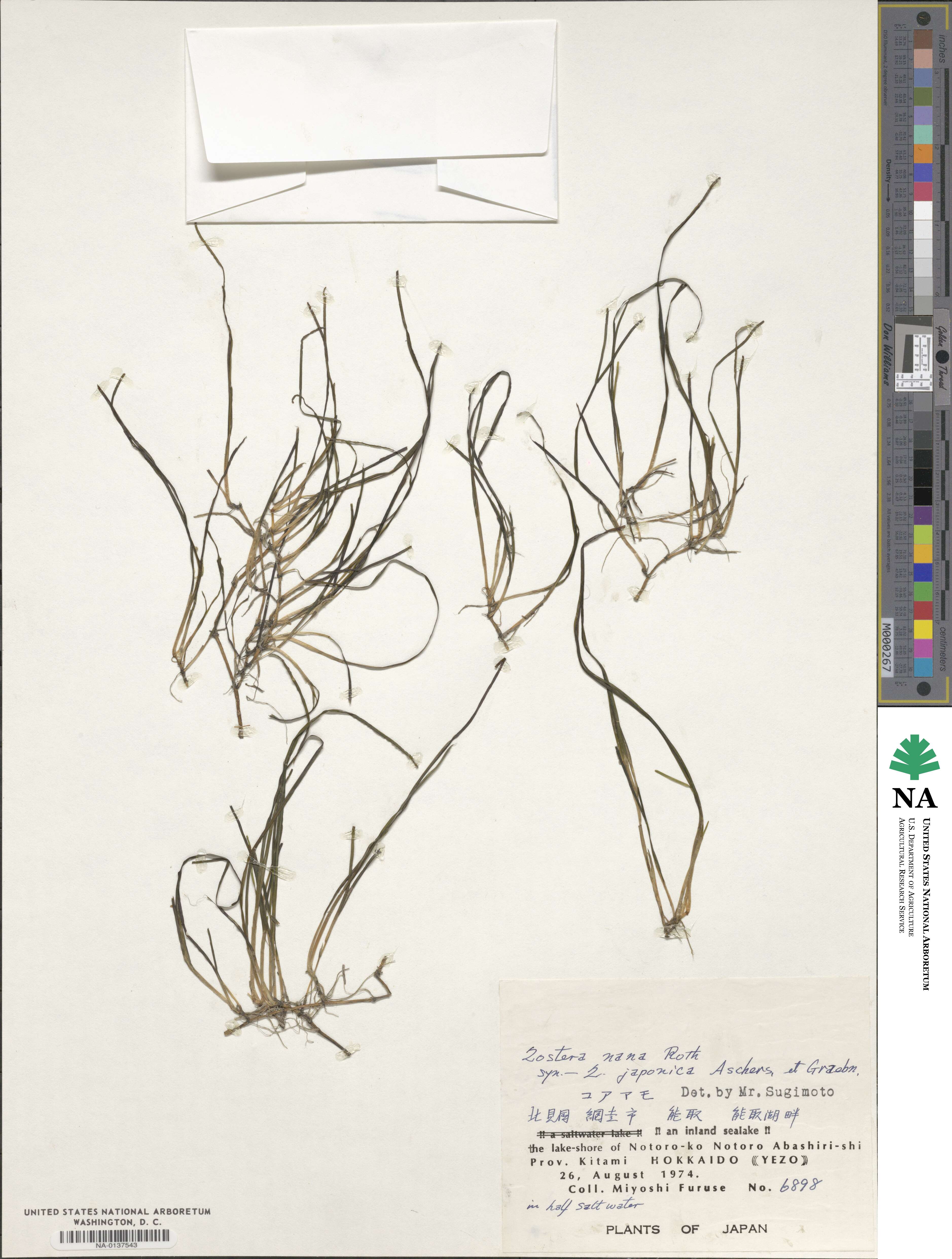 Zostera noltii image