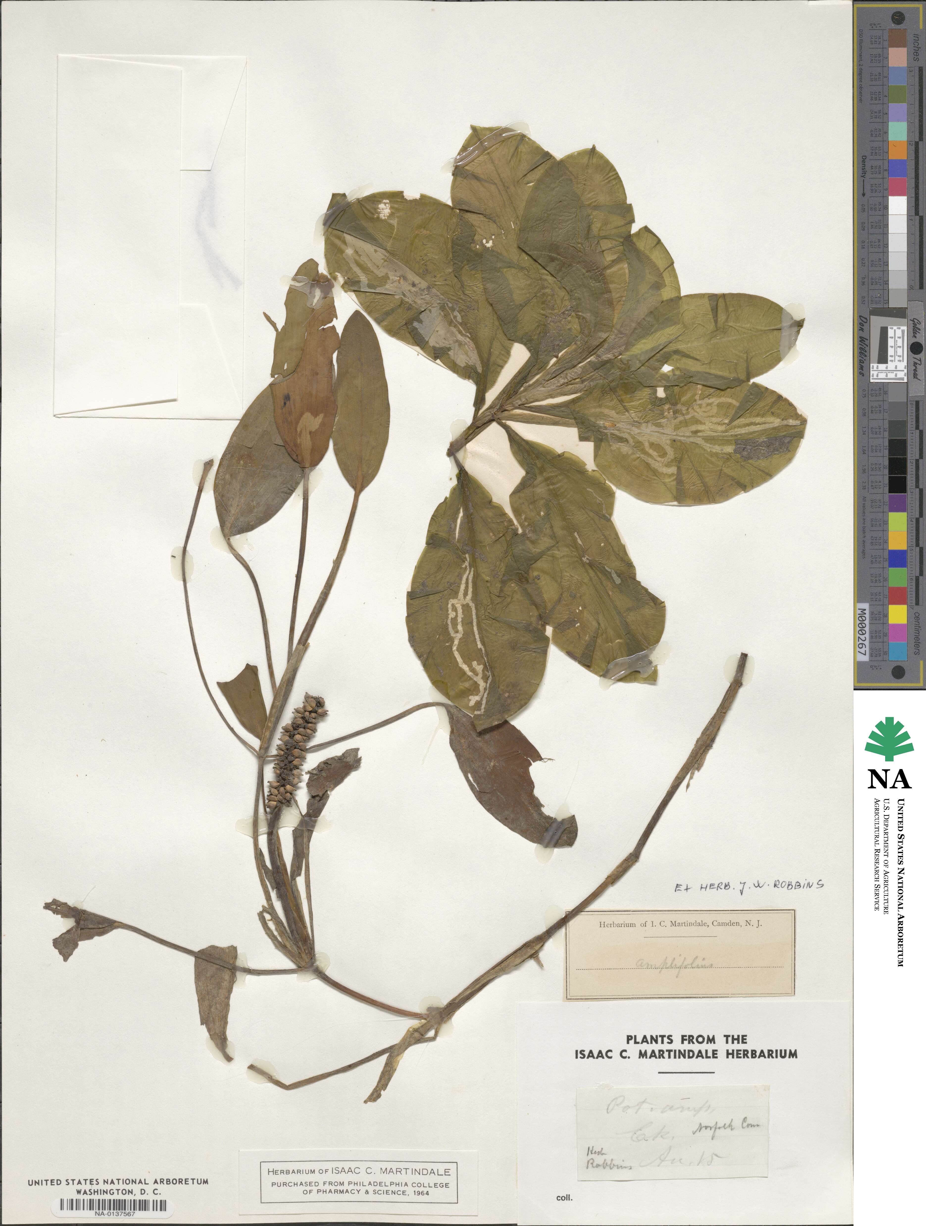 Potamogeton amplifolius image