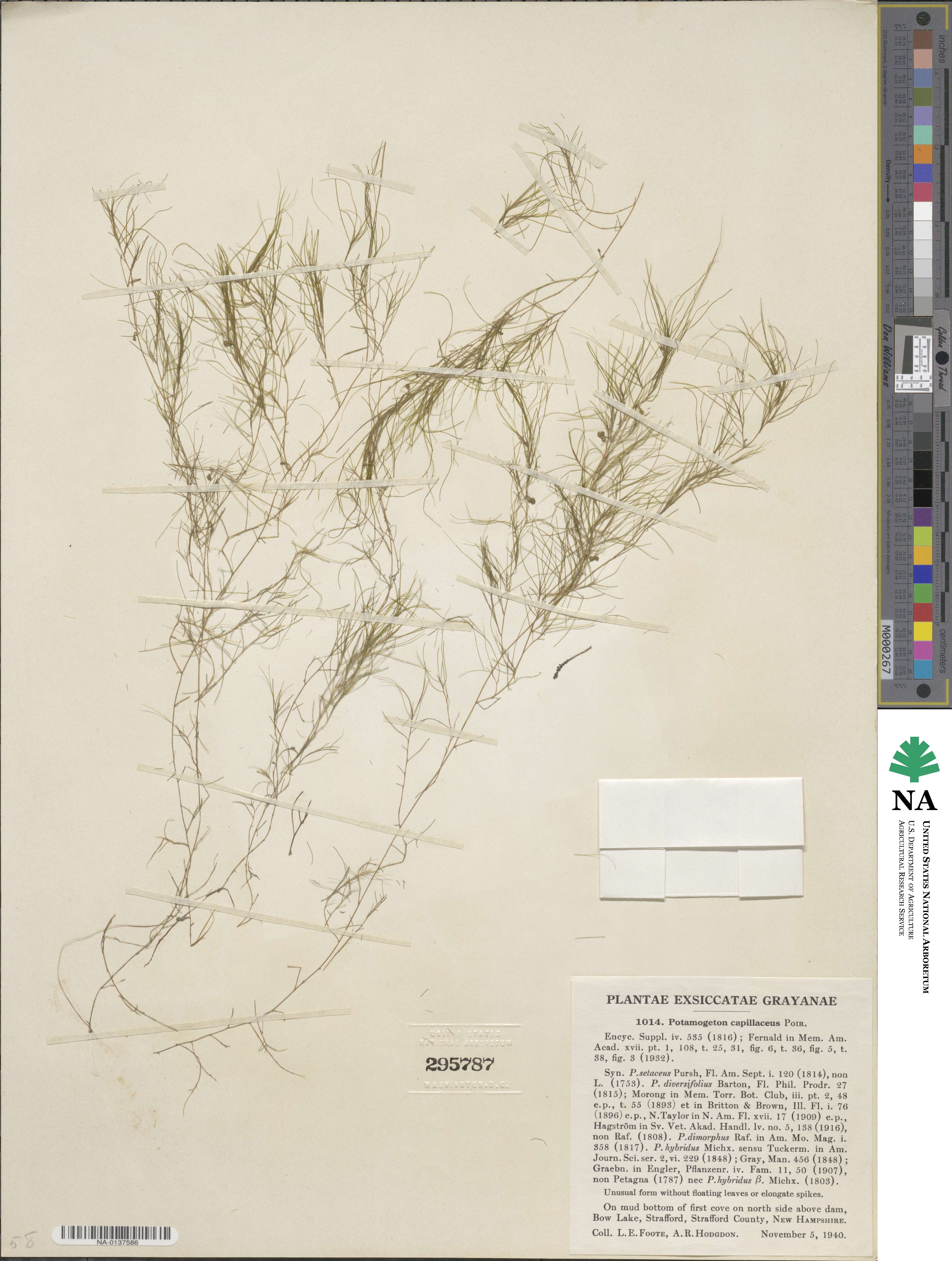 Potamogeton diversifolius image