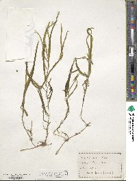 Potamogeton epihydrus image